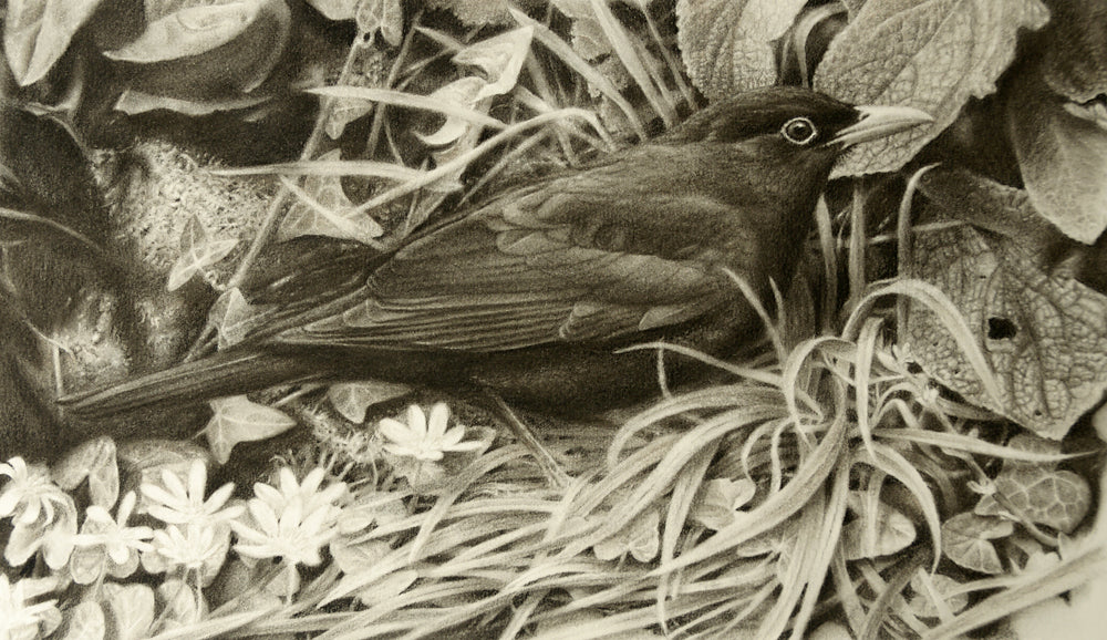 Ostara Blackbird study