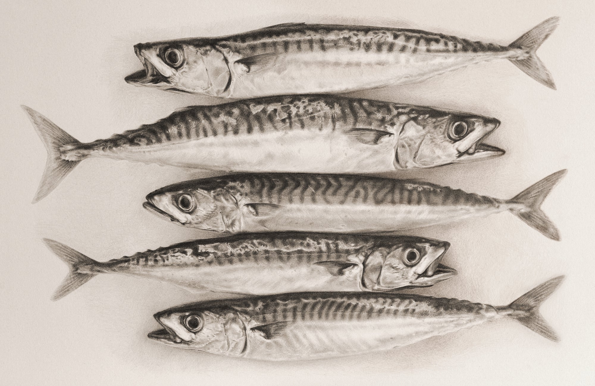 Pembrokeshire mackerel