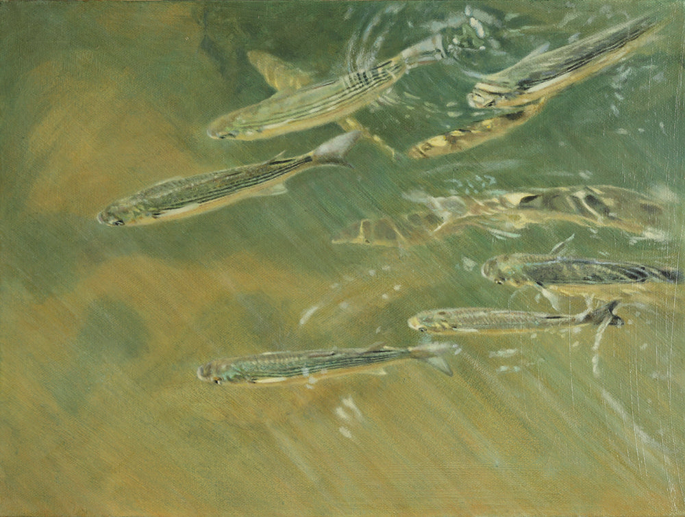 Mullet shoal 2