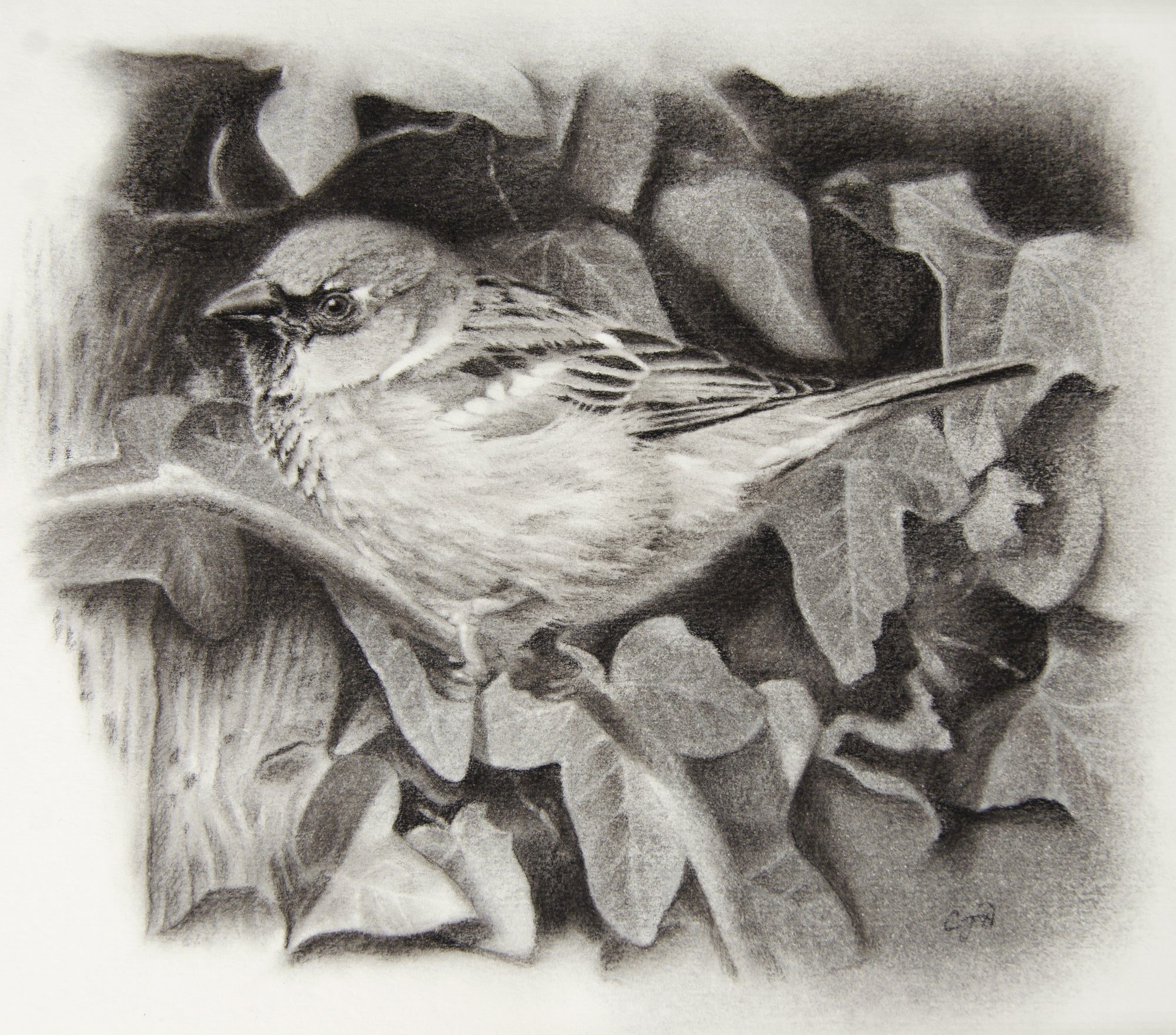 Sparrow in ivy